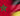 maroc-allemagne-ni9ach21